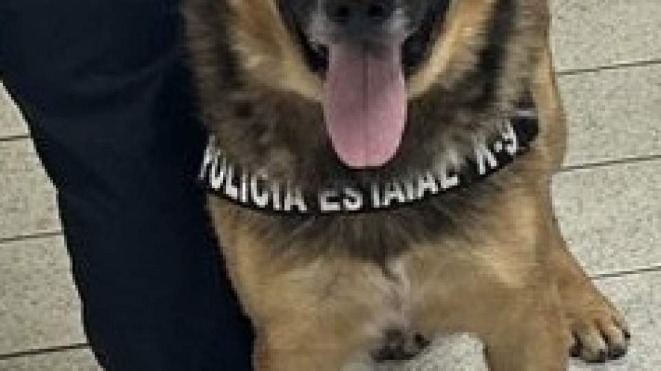 Binomios caninos K-9 del Gobierno de Sonora trabajan en acciones contra el delito